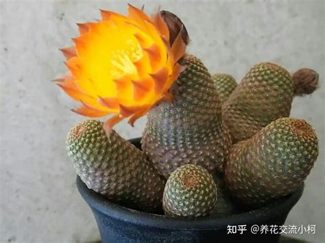 白星仙人掌開花|9类很容易养开花的仙人掌植物，适合盆栽，开的花像。